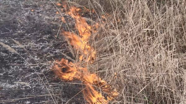 Ежегодно, от пала сухой травы, происходят сотни возгораний лесных насаждений.