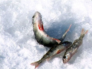 1 марта на льду Кратовского озера прошли соревнования по…