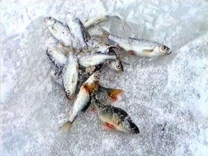 Несмотря на то, что воды в Борисоглебском озере год от…