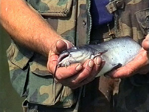 В рыбхозе «Гжелка» выращивают 180 тонн рыбы ежегодно.Это…