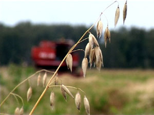 В ЗАО Никоновское идет сейчас настоящая битва за урожай…