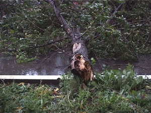 На улице Свободы ветром сломало два дерева. Первое…