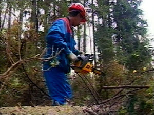 Последствия урагана в Солнечногорском районе начали…