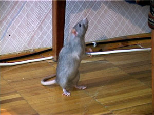 Много лет человечество пытается избавиться от влияния…