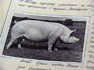 28 ноября племзавод «Никоновское» отмечал свой юбилей…