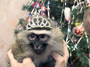 2004 год – год деревянной обезьяны. Встретить Новый год…