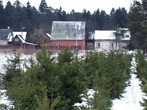 В этом году Раменский лесхоз реализовал меньше елок, чем…