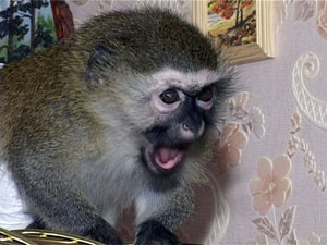 2004 год – год деревянной обезьяны. Встретить Новый год…