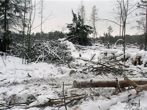 Жители поселка Ильинский обеспокоены. В 11 квартале…