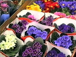 До 8 Марта еще несколько дней, но в цветочных магазинах…