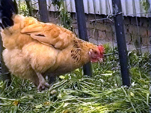 Птицевод Юрий Зубов из поселка Кратово вывел новую…