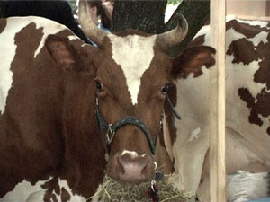 Сегодня на Раменском республиканском ипподроме прошла…