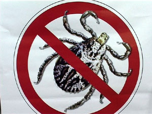 Посещая леса в районе совхоза «Раменское, а также…