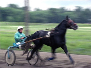 В 1947 году в Раменском построили ипподром. С тех пор…