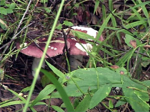 Официально грибной сезон открывается в августе. До этого…