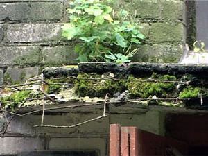 Представьте себе картину: по полу ползают тараканы и…