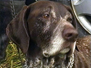 Межобластные состязания континентальных легавых начались…