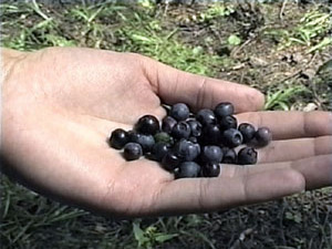 Черника — одна из самых популярных и любимых в народе…