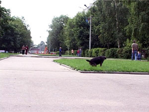 Четыре года назад в Раменском построили две площадки для…