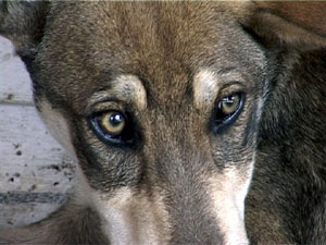 Сильное движение на улицах города приводит к различным…