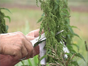 Найдется немало случаев, когда измотанный болезнью…