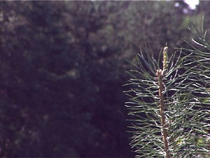 В последние годы подмосковные леса, одно из главных…