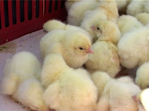 За последнее время на территории Московской области…