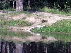 Сегодня в Холодово, недалеко от школы №2 была обнаружена…
