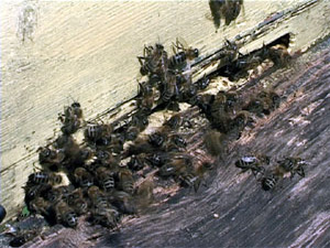 14 августа на Руси традиционно отмечали Медовый Спас. В…