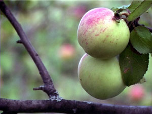 В старину до Яблочного Спаса разрешалось есть только…