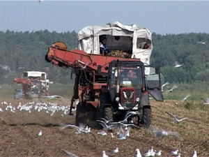 Полным ходом идут уборочные работы. В этом году…