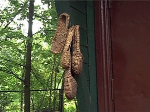 В разгаре бабье лето. В наших широтах оно длиться всего…