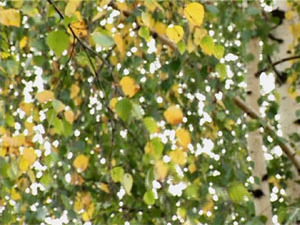 Согласно астрономическому календарю, сегодня день…