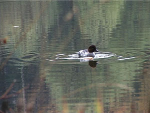 Около гимназии №2 есть маленькое озеро. На нем почти…