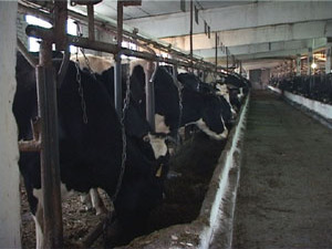 Индивидуальный подход к составлению рациона питания…