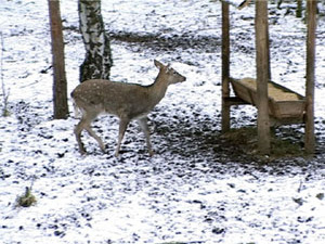 В Раменском рыбхозе готовятся к сезону охоты на оленей…