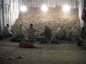 Профессиональный праздник отмечают сегодня и фермеры…