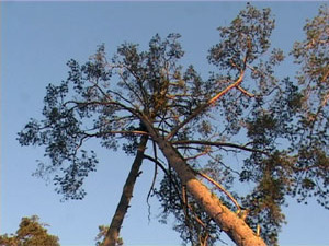 Вчера в Раменском из-за сильного порыва ветра на улице…