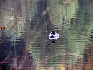 Около гимназии №2 есть маленькое озеро. На нем почти…