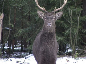 На днях в Раменском районе открылся сезон охоты на…