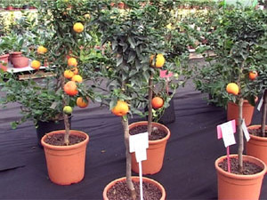 Мандарины по праву считаются самыми популярными зимними…