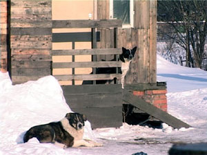 В последнее время участились случаи нападения бродячих…