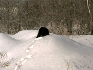 Сегодня утром нам в редакцию позвонили жители Клишевы…