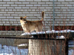 В конце прошлого года глава администрации Ново…