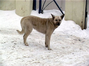 Бродячие животные на улицах города — тема, которую мы…