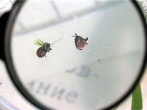 Среди многих паразитов, обитающих в лесах России, особое…