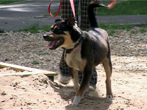 Владельцы собак из поселка Кратово требуют построить…