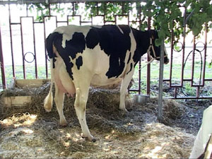 Сегодня на Раменском республиканском ипподроме открылась…