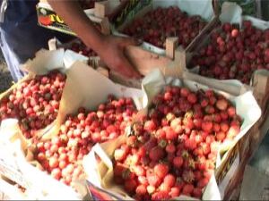 Шесть гектаров в совхозе «Степановское» занимает…