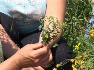 День Ивана Купалы или как еще его в народе называют день…